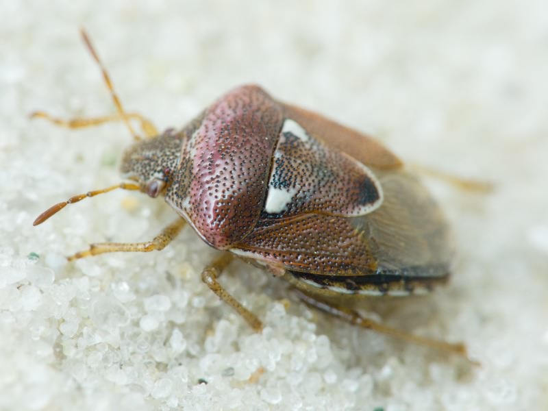 Stagonomus bipunctatus (Linnaeus, 1758)
